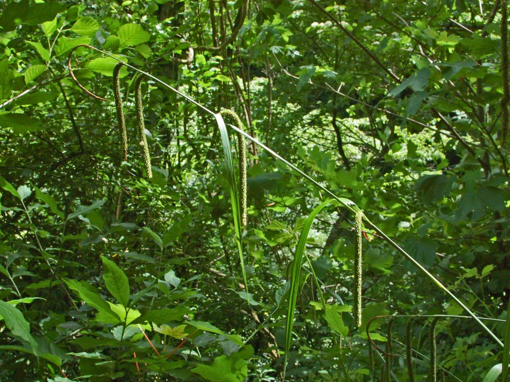 Carex pendula